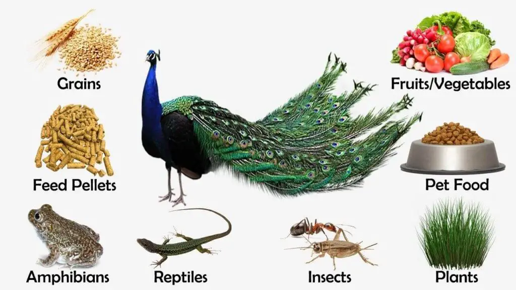 peacock foods