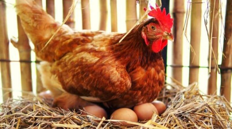 when do chickens start laying eggs