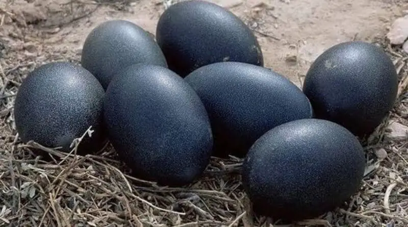 Asian black chicken eggs