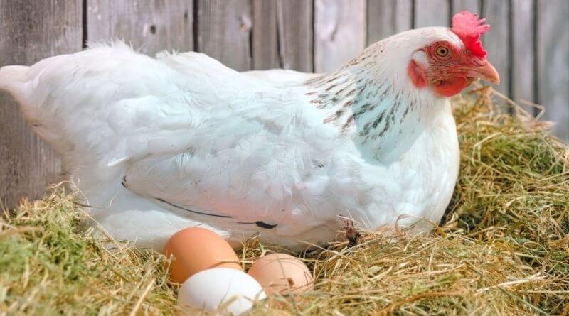 Breeding chickens for egg color