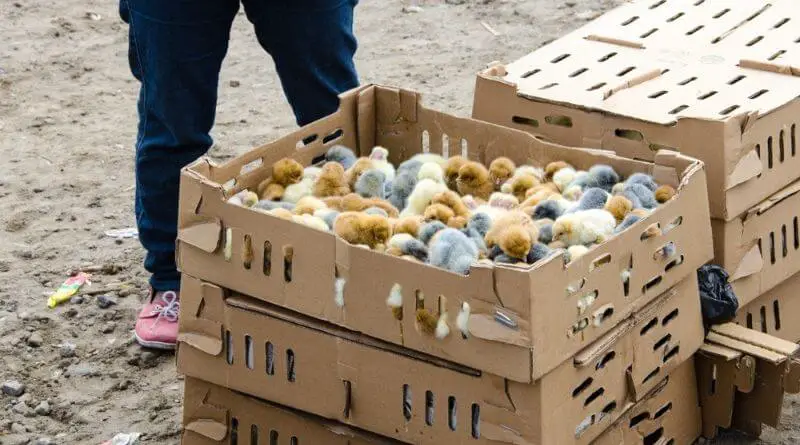 Breeding chickens for sale