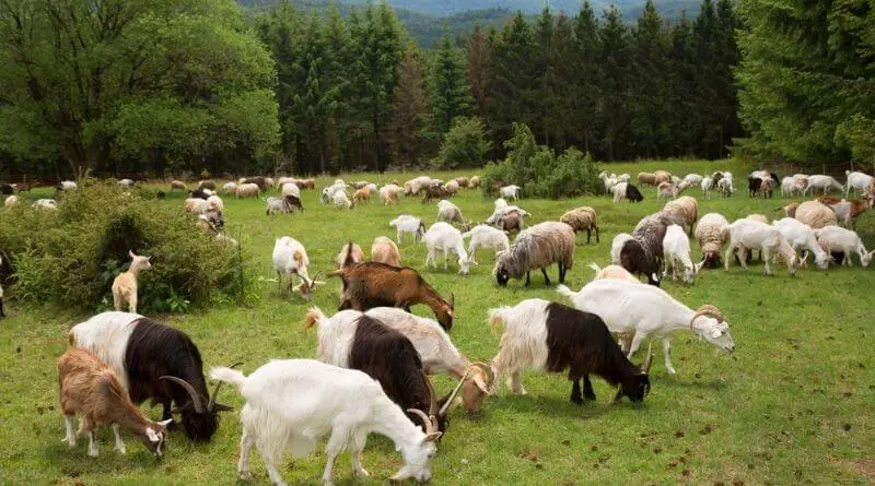 Goat Eats Pasture
