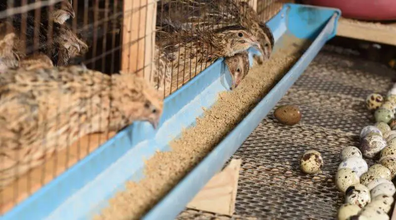 raising bobwhite quails
