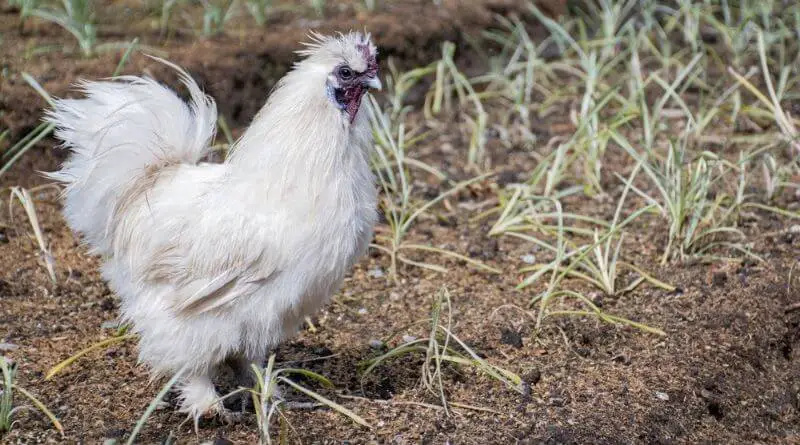 Silkies