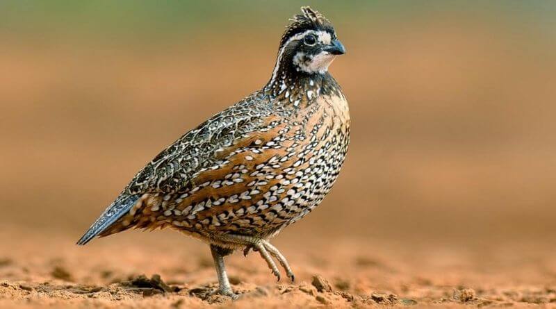baby bobwhite quails
