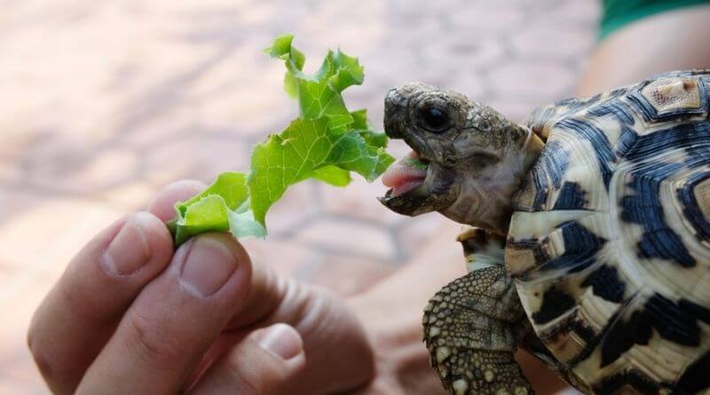 baby pet turtles