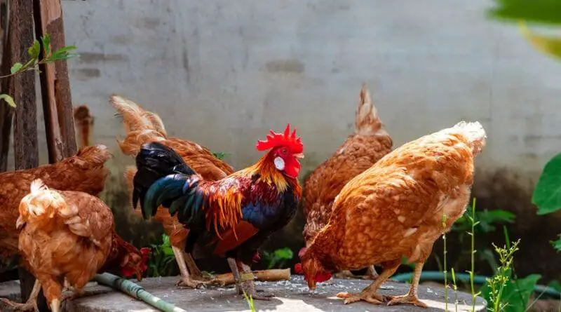 bantam chicken breeds