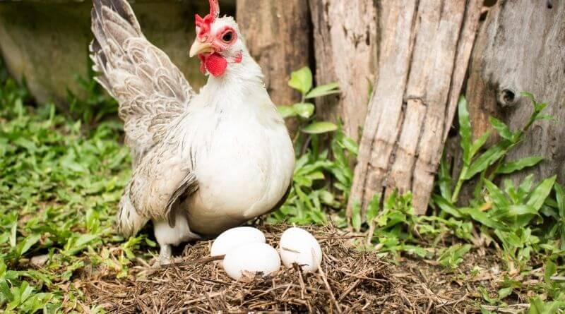 bantam chickens eggs