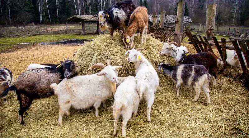 best hay for goats