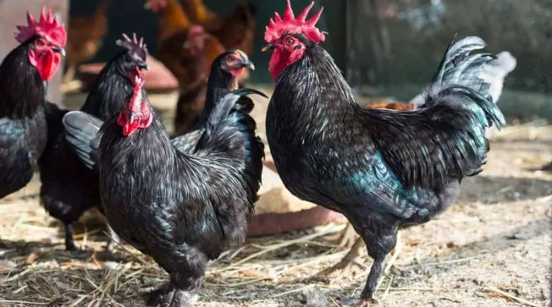 black chicken