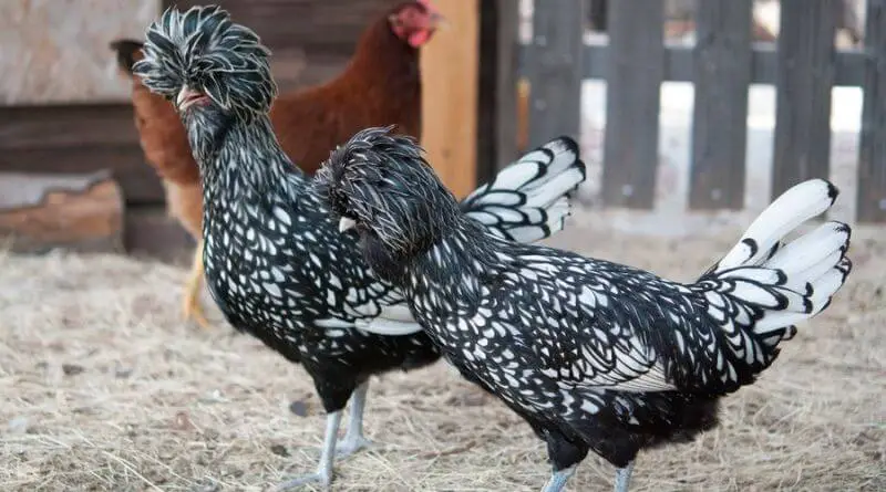 black and white chicken breeds