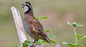 bobwhite quails