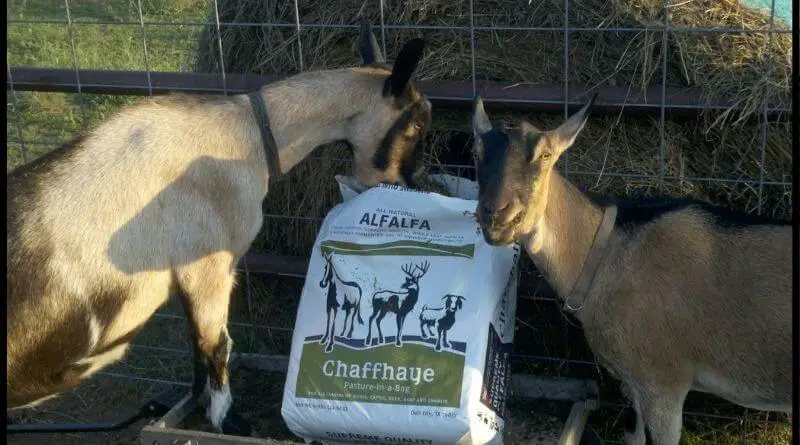 chaffhaye for goats