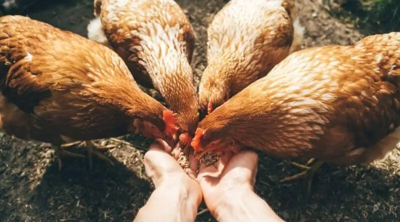 how to breed chickens