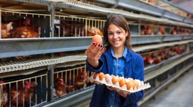 Breeding Chickens for Egg Production