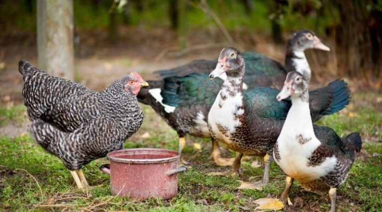 duck considered poultry