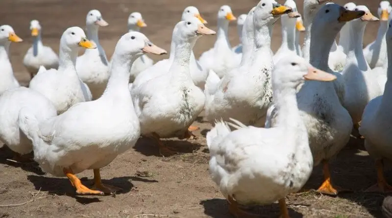 duck not popular as chicken