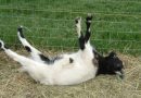 fainting goat