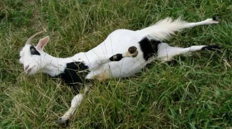 fainting goat breed