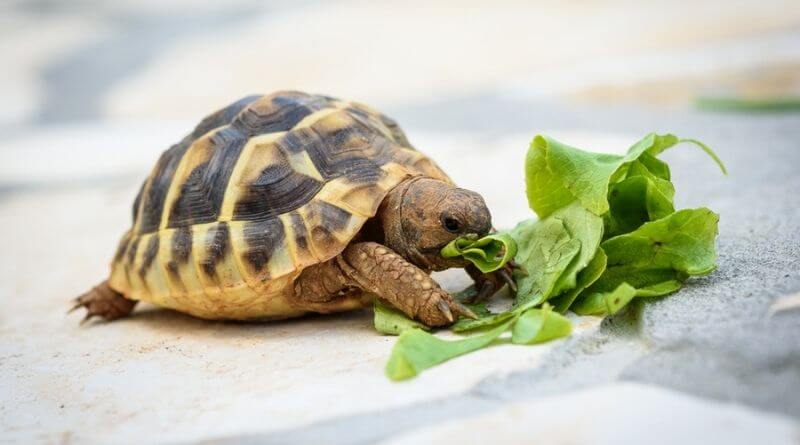 What Do Baby Turtles Eat? 5 Best Turtle Food Reviews