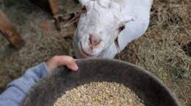 grains for goats