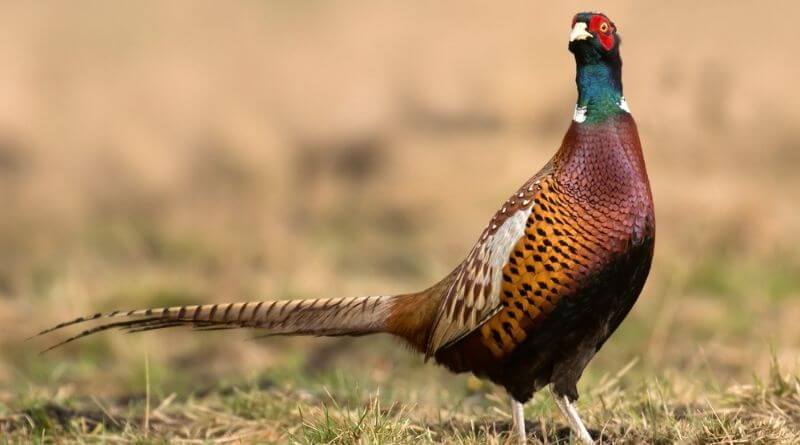 what does pheasants eat