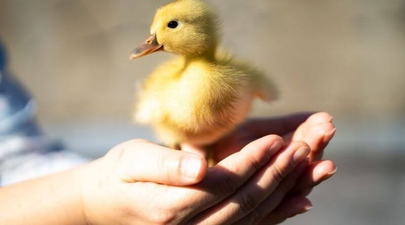 raising baby ducks