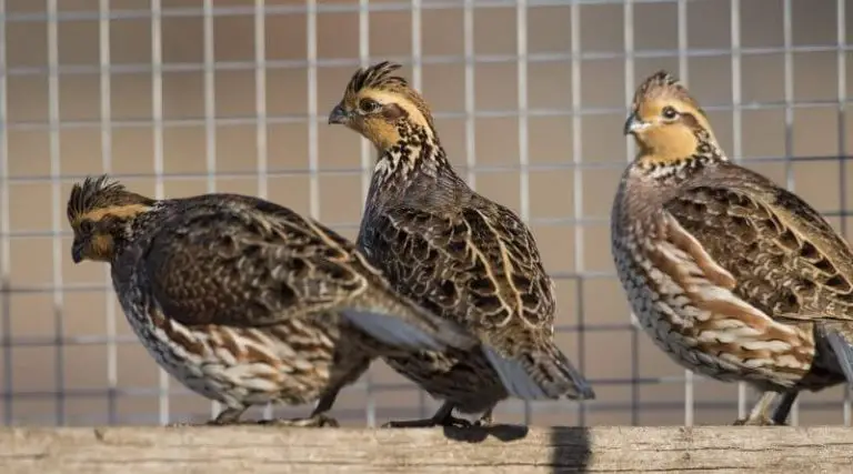 The Ultimate Guide For Raising Bobwhite Quails