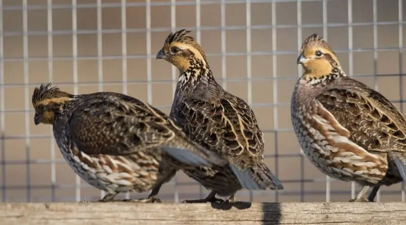 raising quails