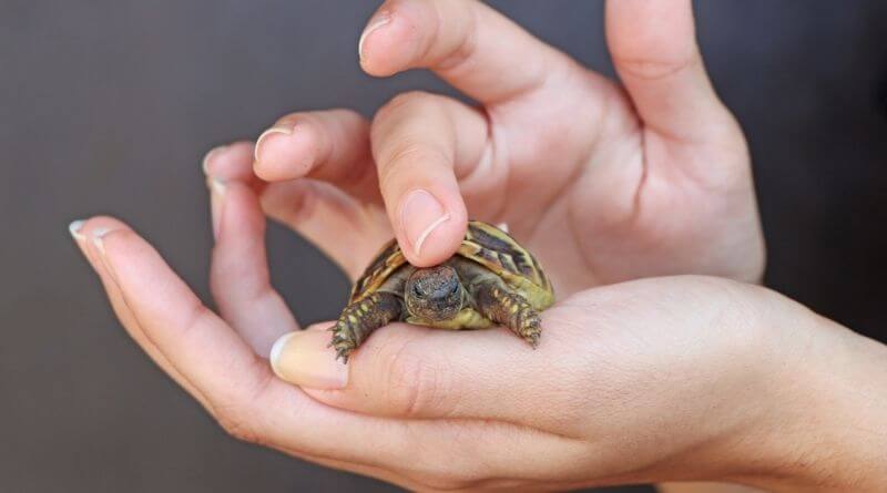 red ear slider turtle babies