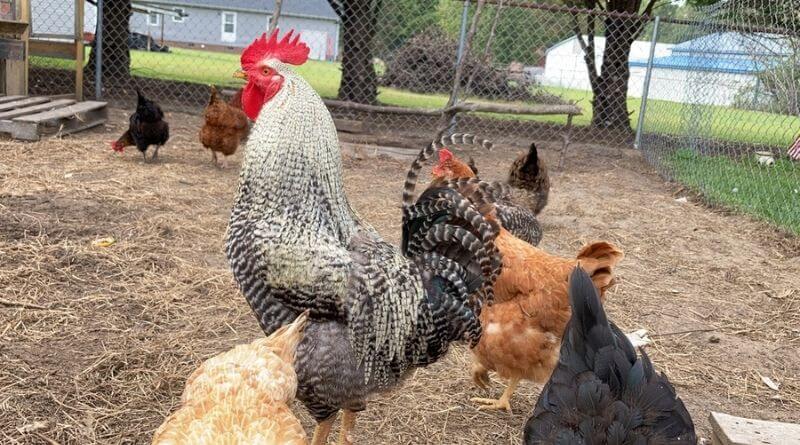 slime rancher chicken breeding