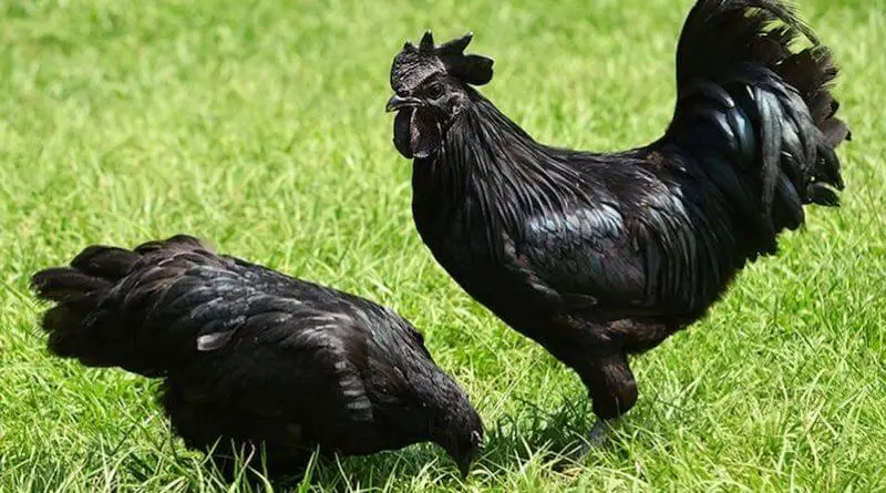 solid black chickens