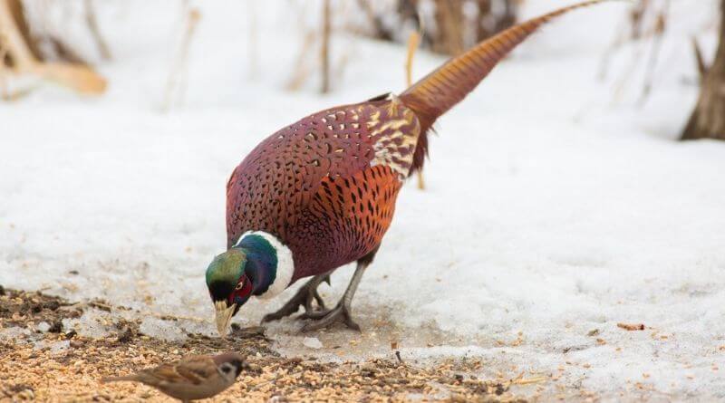what do pheasants eat in the wild