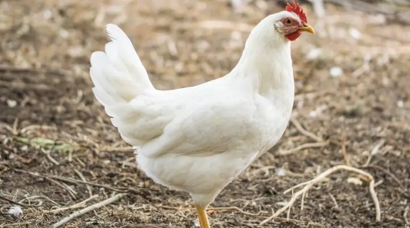 white chicken breeds