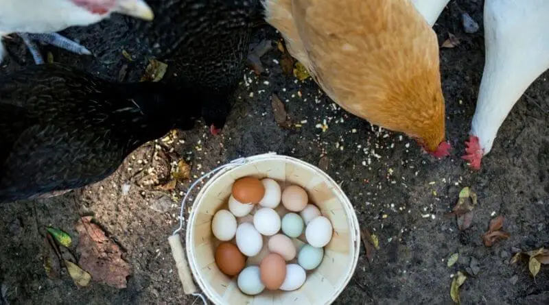 Araucana Chicken Egg and Meat Production