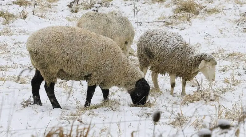 Feed Sheep in Winter
