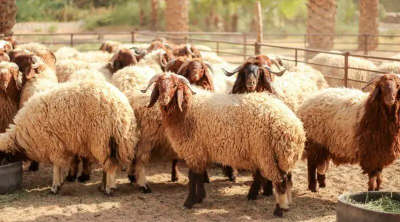 How to start sheep farming