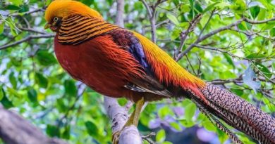 Golden Pheasants