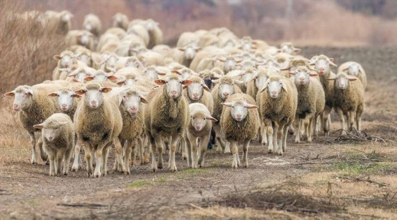 Sheep farming for Beginners