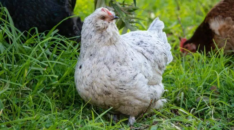 araucana chicken breed standard