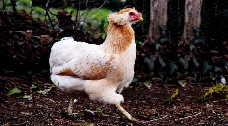 araucana chicken breed