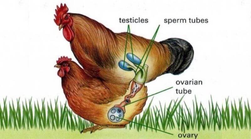 how do chickens fertilize eggs