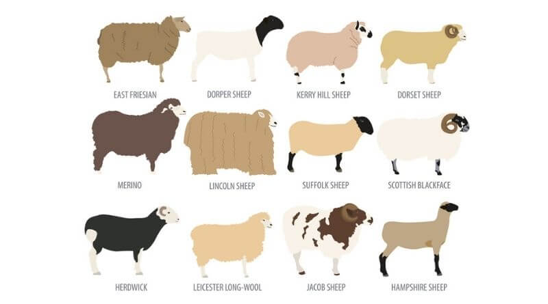 common sheep breeds