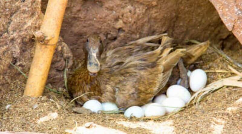 duck laying eggs