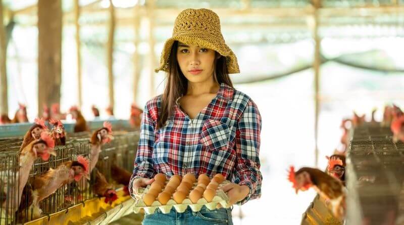 farmers know if a chicken egg is fertilized