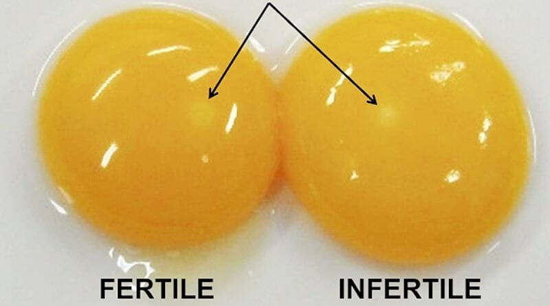 fertilized egg vs unfertilized egg