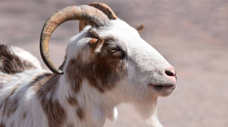 goat has horns