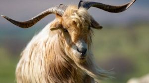 goat with horns