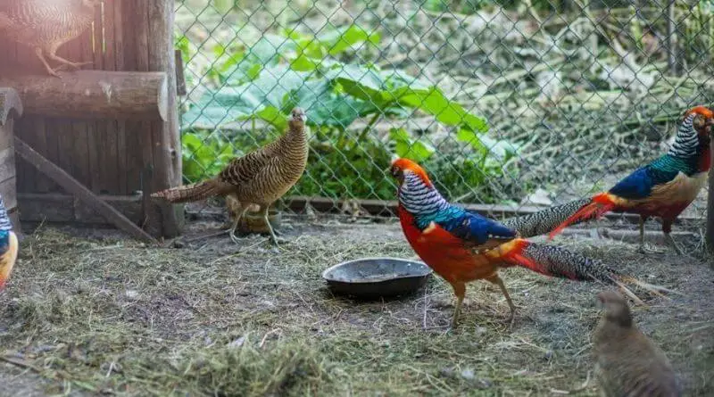 golden pheasants birds