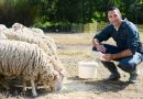 sheep farming business plan